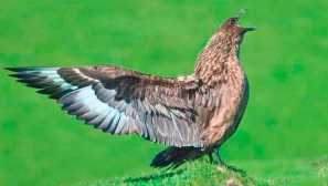 Погрожувати бар